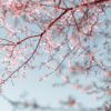 a tree branch with pink flowers against a blue sky