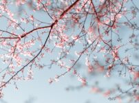 a tree branch with pink flowers against a blue sky